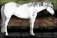 Horse Color:White Spotted Blue Roan Splash Frame Snowflake Varnish 