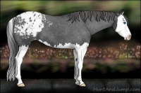 Horse Color:Blue Roan Splash Appaloosa 