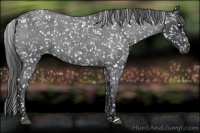 Horse Color:Blue Roan Snowflake Varnish 