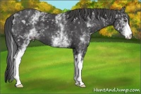 Horse Color:White Spotted Smoky Black