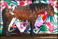 Horse Color:Bay Ice Appaloosa 