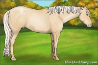 Horse Color:Silver Sable Champagne Pearl 