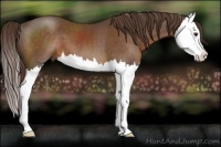 Horse Color:Liver Chestnut Splash 