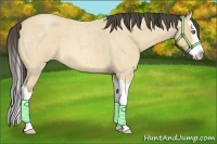 Horse Color:Amber Cream Champagne Roan Splash 