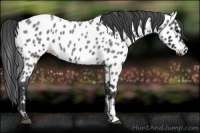 Horse Color:Blue Roan Appaloosa 