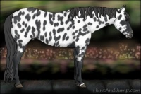 Horse Color:Blue Roan Appaloosa 
