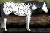 Horse Color:Blue Roan Splash Appaloosa 
