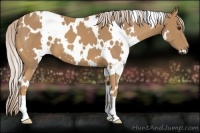 Horse Color:White Spotted Palomino