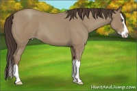 Horse Color:Classic Champagne Roan Splash 