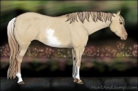 Horse Color:White Spotted Red Dun Sabino Appaloosa 