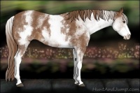 Horse Color:White Spotted Chestnut Sabino