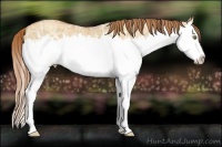 Horse Color:Gold Champagne Ice Dun Splash 