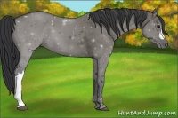 Horse Color:Grullo 