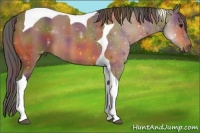 Horse Color:Nacre Bay Tobiano