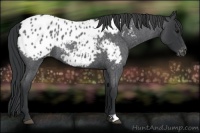 Horse Color:Blue Roan Appaloosa 