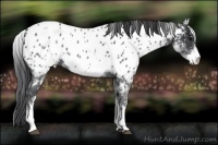 Horse Color:White Spotted Blue Roan Near Leopard 