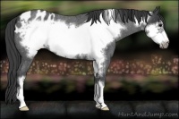 Horse Color:Blue Roan Frame Appaloosa 