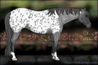 Horse Color:Blue Roan Appaloosa