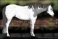 Horse Color:Blue Roan Splash Frame Snowcap 