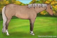 Horse Color:Silver Bay Roan 