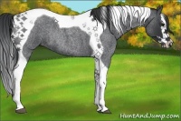 Horse Color:Blue Roan Splash Tobiano Rabicano 