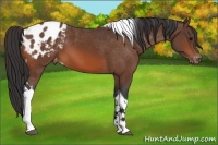 Horse Color:Bay Tobiano Appaloosa
