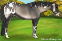 Horse Color:Blue Onyx Appaloosa