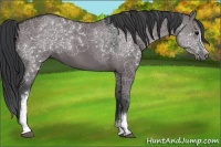 Horse Color:White Spotted Grullo Sabino Rabicano