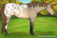 Horse Color:Buckskin Roan Dun Appaloosa