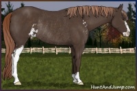 Horse Color:Liver Chestnut Sabino Rabicano 