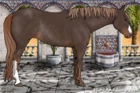Horse Color:Liver Chestnut Rabicano 