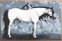 Horse Color:Brown Appaloosa 