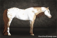 Horse Color:Amber Champagne Dun Frame Appaloosa 