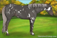 Horse Color:White Spotted Silver Black 
