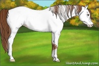 Horse Color:Red Roan Fewspot Rabicano 