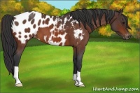 Horse Color:Bay Roan Near Leopard 