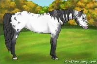 Horse Color:Blue Roan Frame Near Leopard 