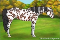 Horse Color:Bay Roan Leopard 