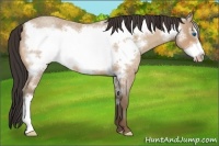 Horse Color:Amber Champagne Roan Frame 