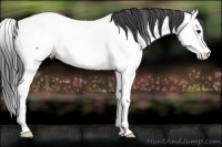 Horse Color:Blue Roan Splash Fewspot 