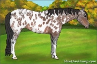 Horse Color:Bay Ice Appaloosa 