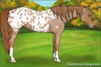 Horse Color:Red Roan Near Leopard 