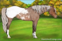 Horse Color:Silver Bay Roan Snowcap 