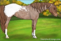 Horse Color:Red Roan Appaloosa 
