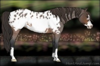 Horse Color:Brown Roan Frame Appaloosa 