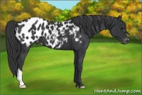 Horse Color:Black Near Leopard 