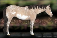 Horse Color:Sable Champagne Ice Roan Frame 