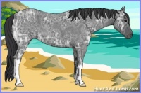 Horse Color:Blue Ice Roan 