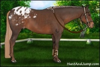Horse Color:Liver Chestnut Varnish Rabicano 