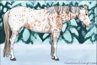 Horse Color:Bay Roan Splash Tobiano Appaloosa  and Bay Roan Splash Tobiano Appaloosa 
